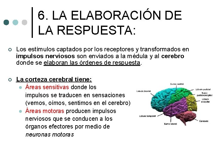6. LA ELABORACIÓN DE LA RESPUESTA: ¢ Los estímulos captados por los receptores y 6. LA ELABORACIÓN DE LA RESPUESTA: ¢ Los estímulos captados por los receptores y