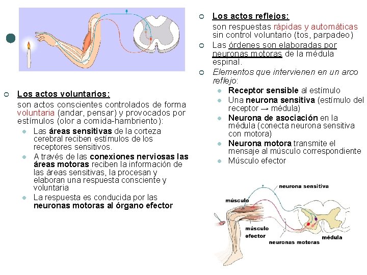 ¢ ¢ Los actos voluntarios: son actos conscientes controlados de forma voluntaria (andar, pensar) ¢ ¢ Los actos voluntarios: son actos conscientes controlados de forma voluntaria (andar, pensar)