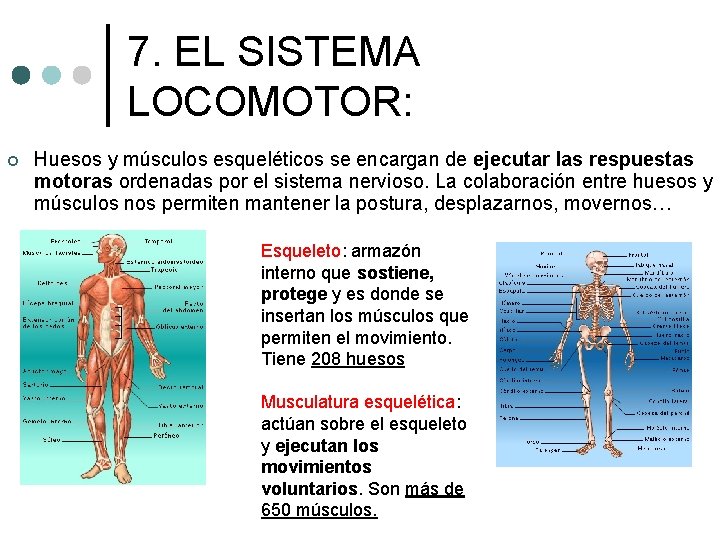 7. EL SISTEMA LOCOMOTOR: ¢ Huesos y músculos esqueléticos se encargan de ejecutar las 7. EL SISTEMA LOCOMOTOR: ¢ Huesos y músculos esqueléticos se encargan de ejecutar las