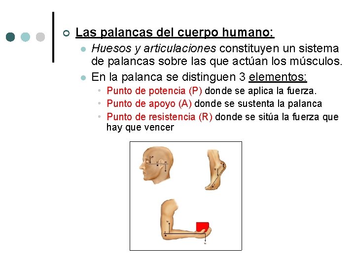¢ Las palancas del cuerpo humano: l Huesos y articulaciones constituyen un sistema de ¢ Las palancas del cuerpo humano: l Huesos y articulaciones constituyen un sistema de