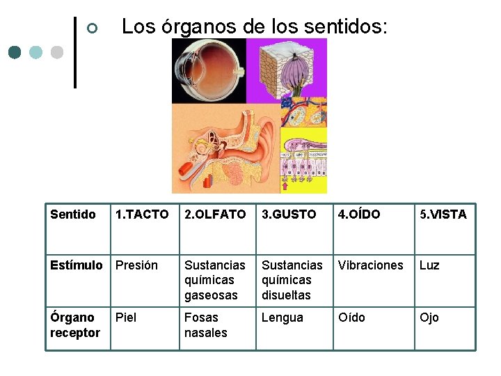 ¢ Sentido Los órganos de los sentidos: 1. TACTO 2. OLFATO 3. GUSTO 4. ¢ Sentido Los órganos de los sentidos: 1. TACTO 2. OLFATO 3. GUSTO 4.