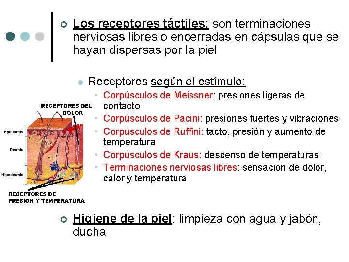 ¢ Los receptores táctiles: son terminaciones nerviosas libres o encerradas en cápsulas que se ¢ Los receptores táctiles: son terminaciones nerviosas libres o encerradas en cápsulas que se