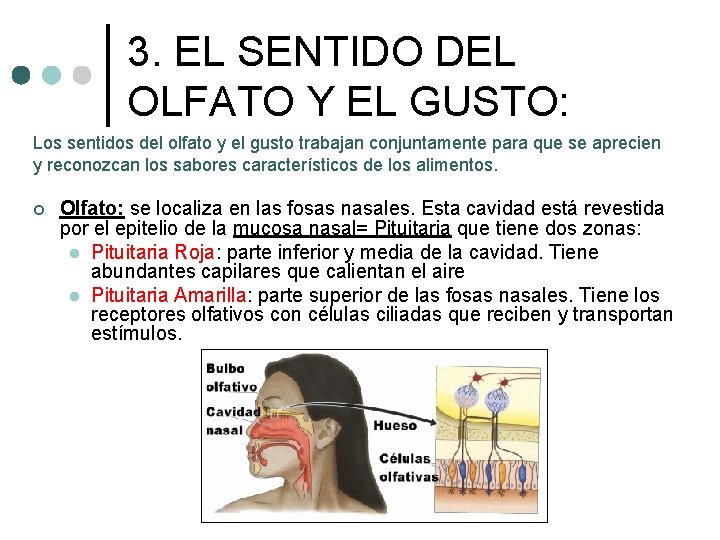 3. EL SENTIDO DEL OLFATO Y EL GUSTO: Los sentidos del olfato y el 3. EL SENTIDO DEL OLFATO Y EL GUSTO: Los sentidos del olfato y el