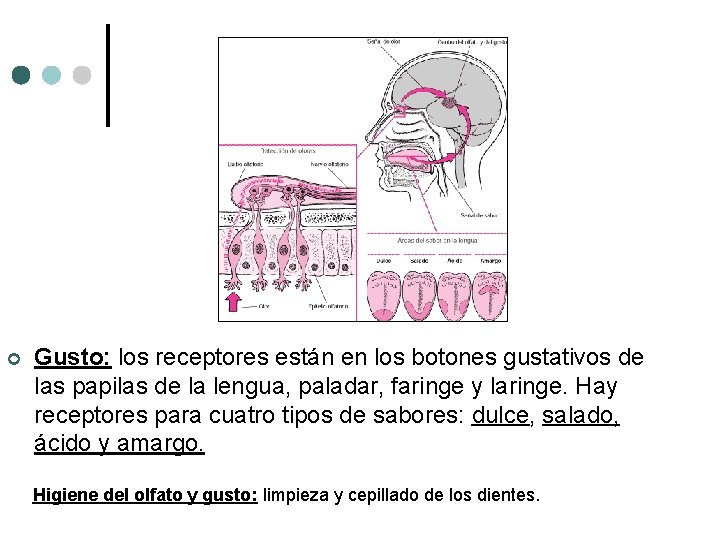 ¢ Gusto: los receptores están en los botones gustativos de las papilas de la ¢ Gusto: los receptores están en los botones gustativos de las papilas de la