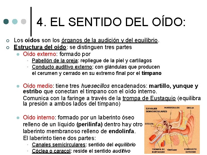 4. EL SENTIDO DEL OÍDO: ¢ ¢ Los oídos son los órganos de la 4. EL SENTIDO DEL OÍDO: ¢ ¢ Los oídos son los órganos de la