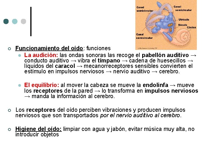 ¢ Funcionamiento del oído: funciones l La audición: las ondas sonoras las recoge el ¢ Funcionamiento del oído: funciones l La audición: las ondas sonoras las recoge el