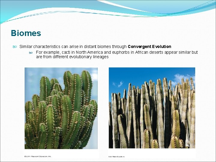 Biomes Similar characteristics can arise in distant biomes through Convergent Evolution For example, cacti