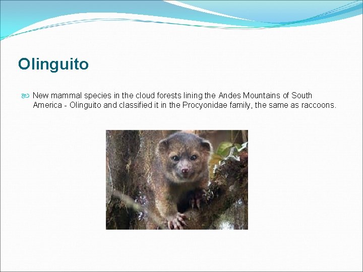 Olinguito New mammal species in the cloud forests lining the Andes Mountains of South