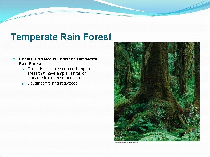 Temperate Rain Forest Coastal Coniferous Forest or Temperate Rain Forests: Found in scattered coastal