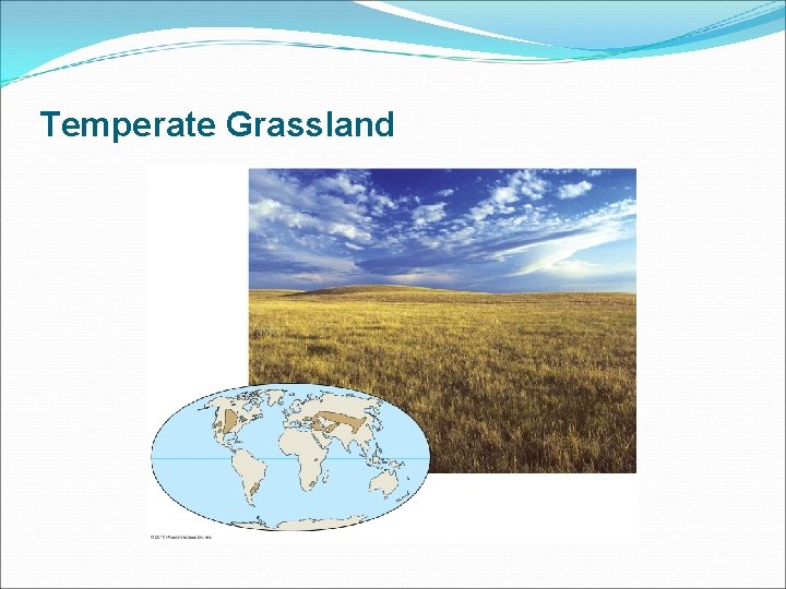 Temperate Grassland 