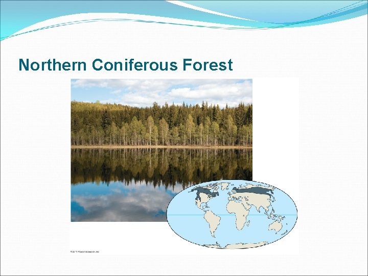 Northern Coniferous Forest 