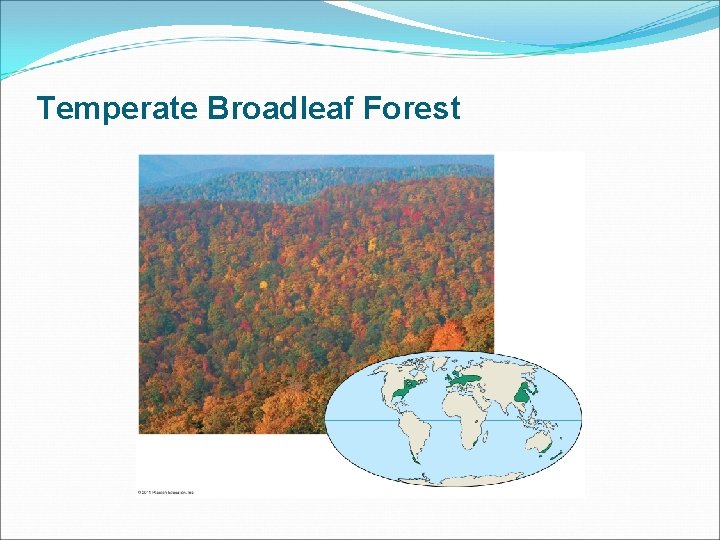 Temperate Broadleaf Forest 