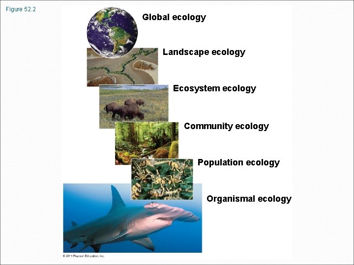 Figure 52. 2 Global ecology Landscape ecology Ecosystem ecology Community ecology Population ecology Organismal