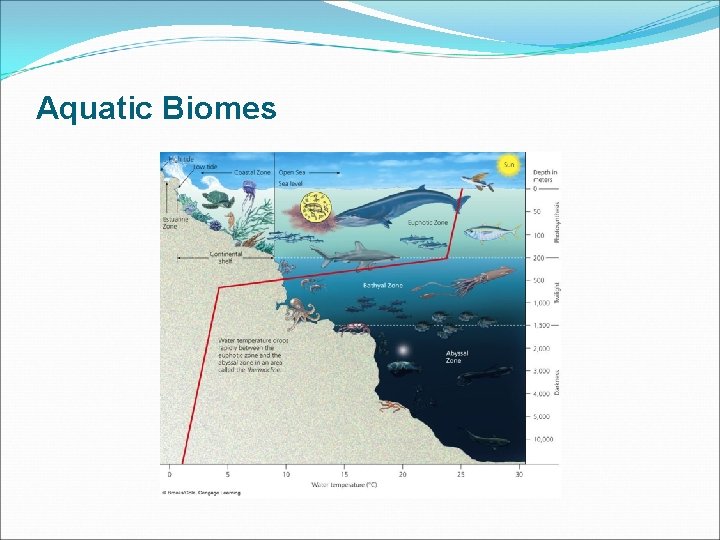 Aquatic Biomes 