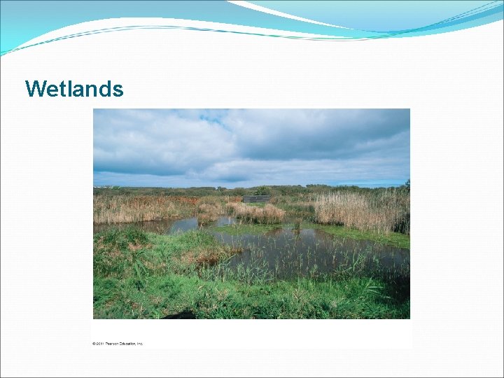 Wetlands 
