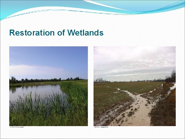 Restoration of Wetlands 