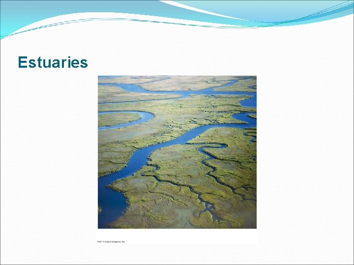 Estuaries 