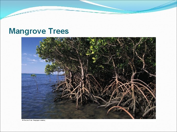 Mangrove Trees 