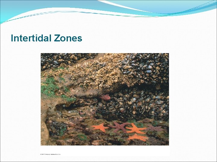 Intertidal Zones 