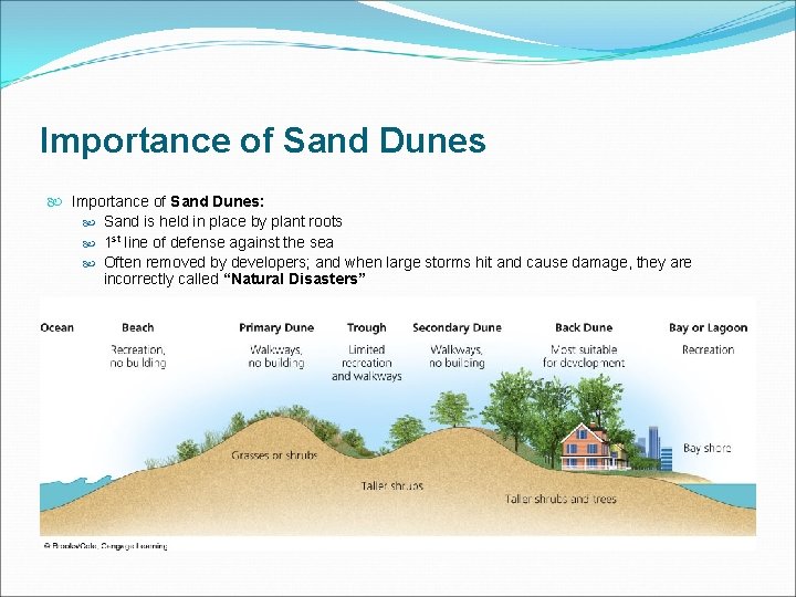 Importance of Sand Dunes Importance of Sand Dunes: Sand is held in place by