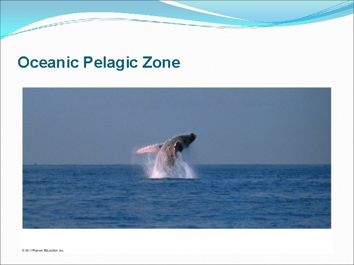 Oceanic Pelagic Zone 