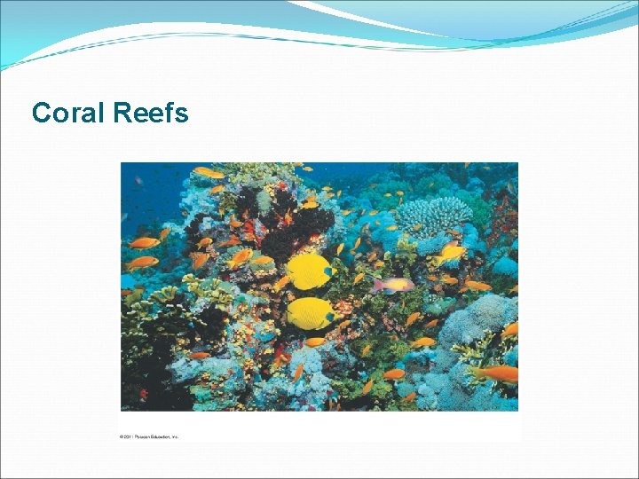 Coral Reefs 