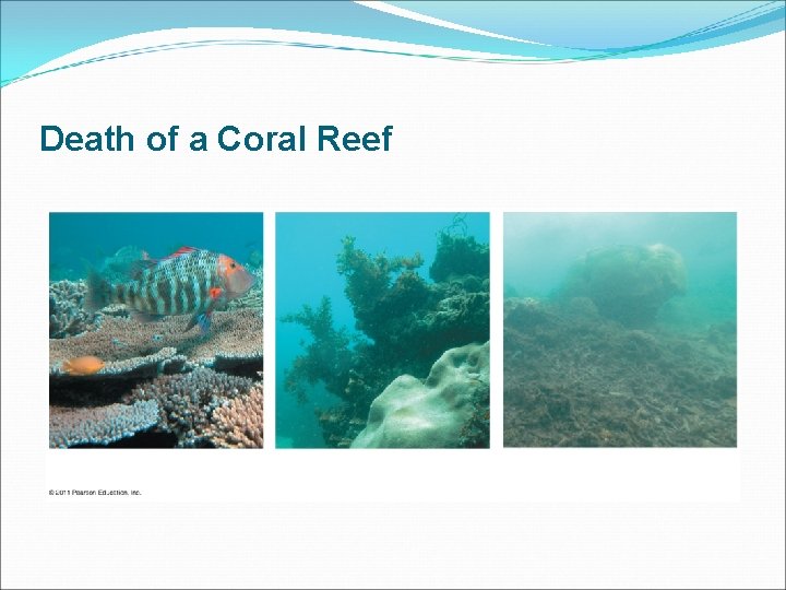 Death of a Coral Reef 