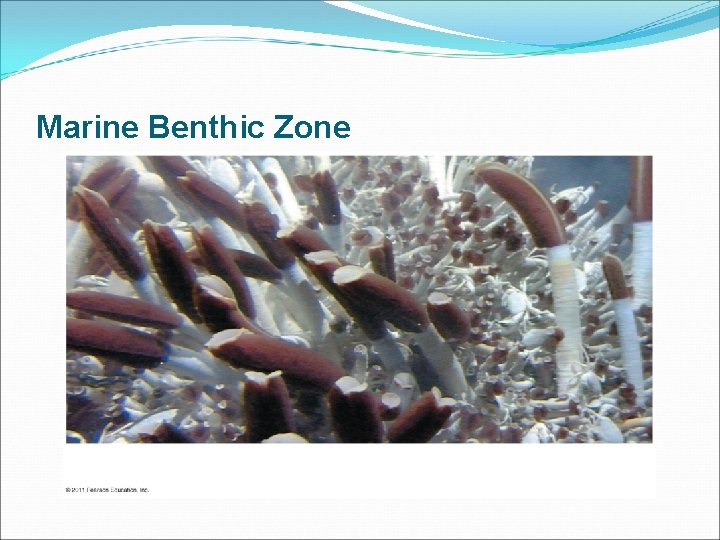 Marine Benthic Zone 