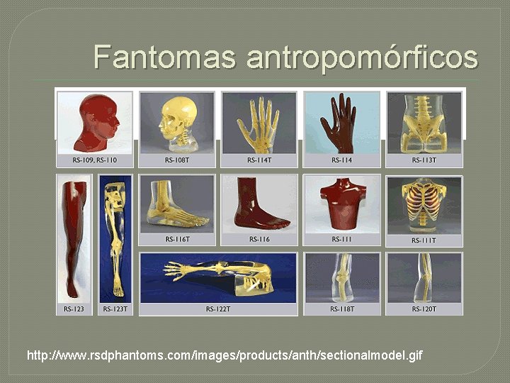 Fantomas antropomórficos http: //www. rsdphantoms. com/images/products/anth/sectionalmodel. gif Fantomas antropomórficos http: //www. rsdphantoms. com/images/products/anth/sectionalmodel. gif