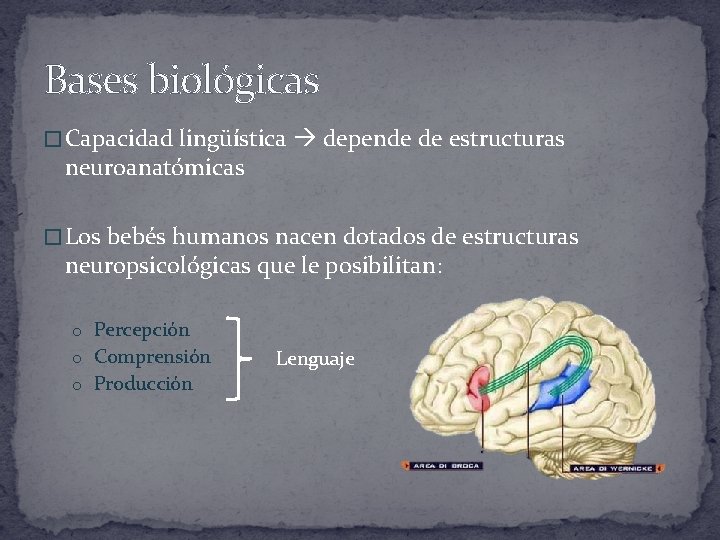 Bases biológicas � Capacidad lingüística depende de estructuras neuroanatómicas � Los bebés humanos nacen