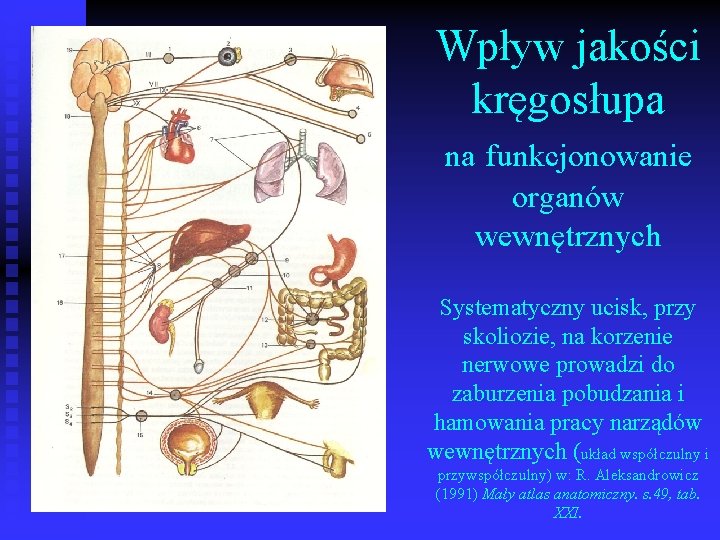 Wpływ jakości kręgosłupa na funkcjonowanie organów wewnętrznych Systematyczny ucisk, przy skoliozie, na korzenie nerwowe