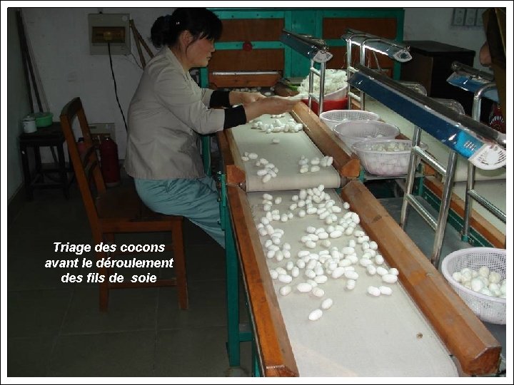 Triage des cocons avant le déroulement des fils de soie 