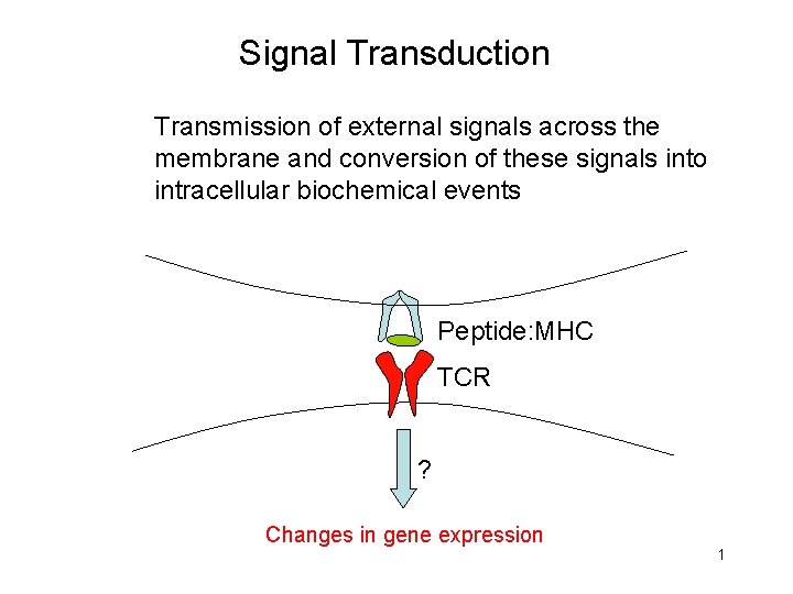 Signal Transduction Transmission of external signals across the membrane and conversion of these signals
