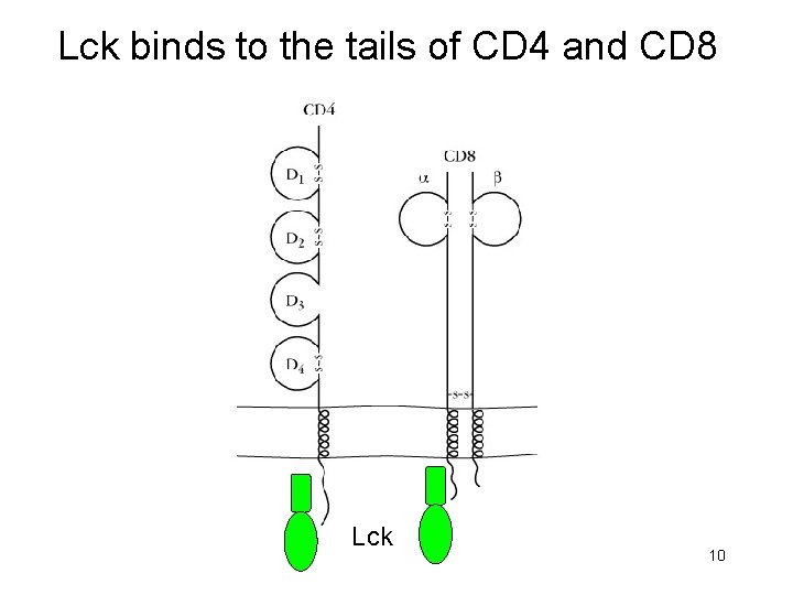 Lck binds to the tails of CD 4 and CD 8 Lck 10 Lck binds to the tails of CD 4 and CD 8 Lck 10