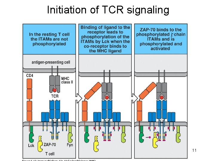 Initiation of TCR signaling 11 
