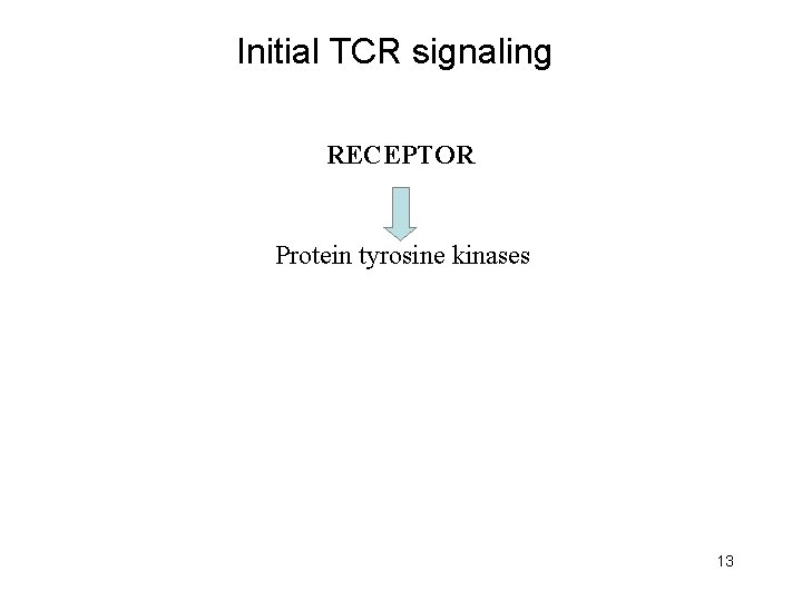 Initial TCR signaling RECEPTOR Protein tyrosine kinases 13 