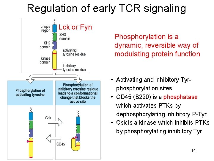 Regulation of early TCR signaling Lck or Fyn Phosphorylation is a dynamic, reversible way