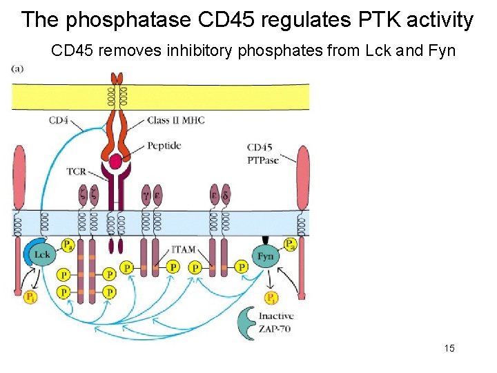 The phosphatase CD 45 regulates PTK activity CD 45 removes inhibitory phosphates from Lck
