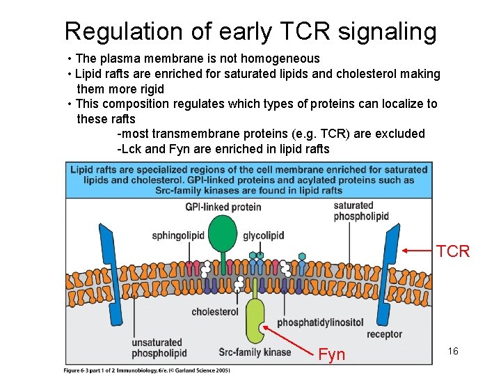 Regulation of early TCR signaling • The plasma membrane is not homogeneous • Lipid