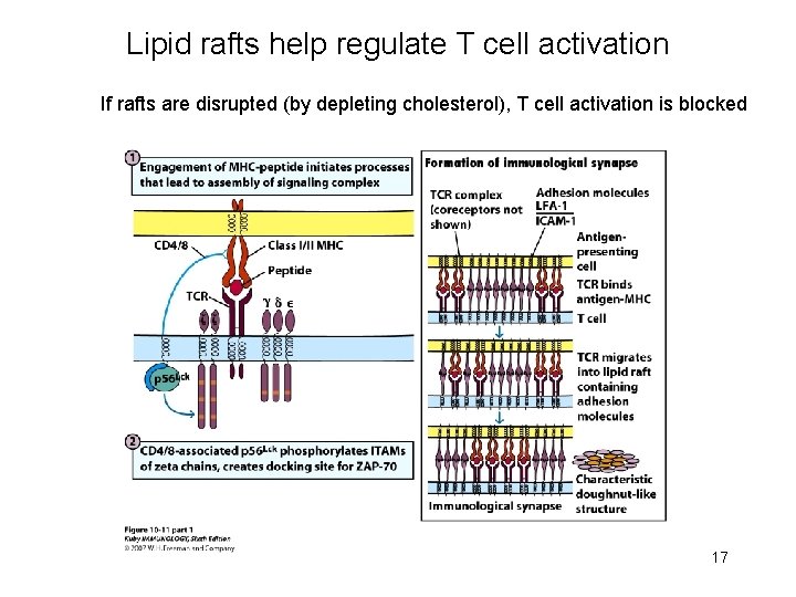 Lipid rafts help regulate T cell activation If rafts are disrupted (by depleting cholesterol),