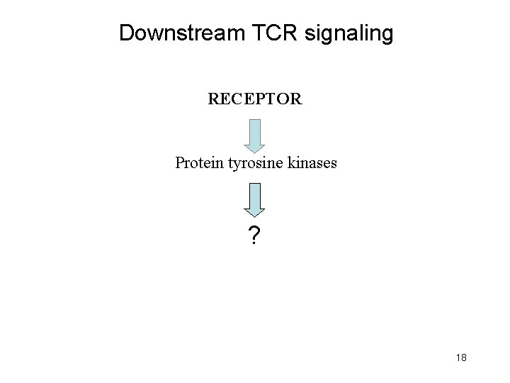 Downstream TCR signaling RECEPTOR Protein tyrosine kinases ? 18 