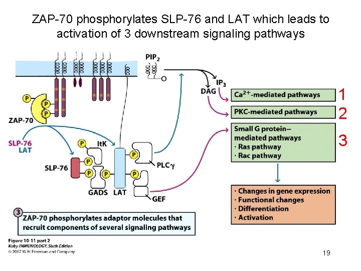 ZAP-70 phosphorylates SLP-76 and LAT which leads to activation of 3 downstream signaling pathways