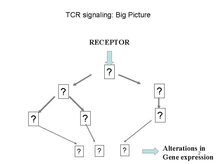 TCR signaling: Big Picture RECEPTOR ? ? ? ? Alterations in 2 Gene expression