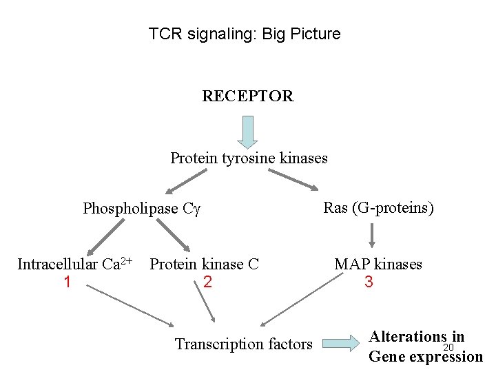 TCR signaling: Big Picture RECEPTOR Protein tyrosine kinases Phospholipase C Intracellular Ca 2+ 1