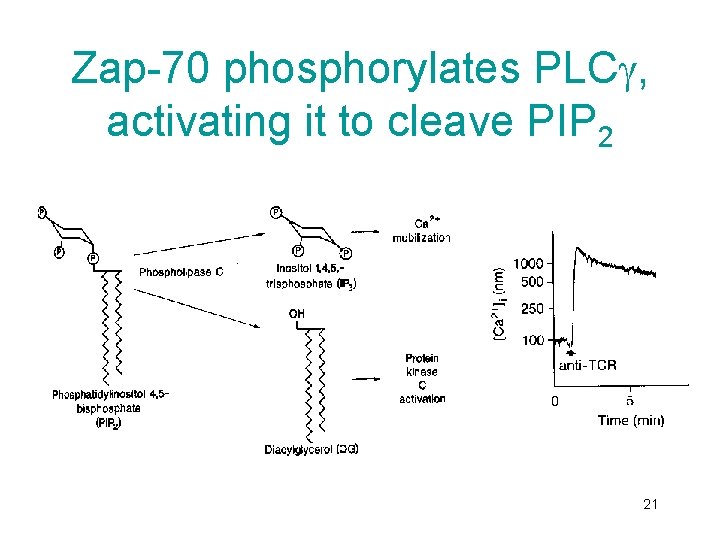 Zap-70 phosphorylates PLC , activating it to cleave PIP 2 21 