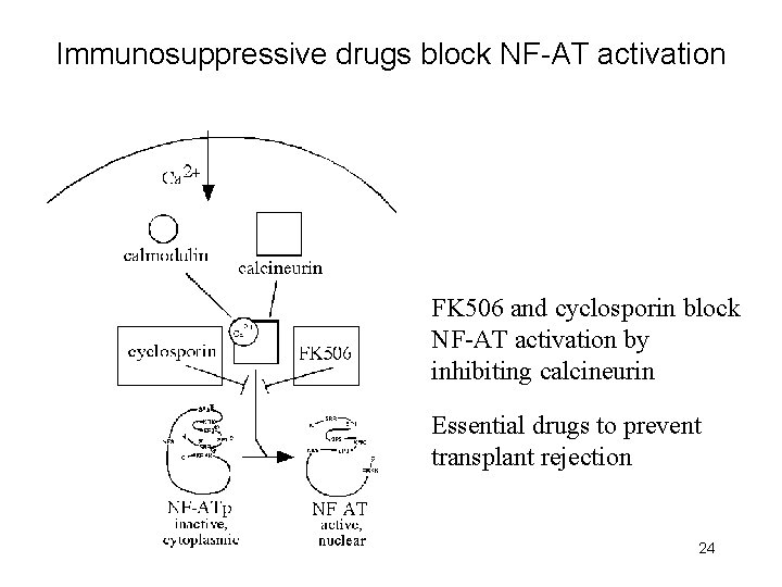 Immunosuppressive drugs block NF-AT activation FK 506 and cyclosporin block NF-AT activation by inhibiting
