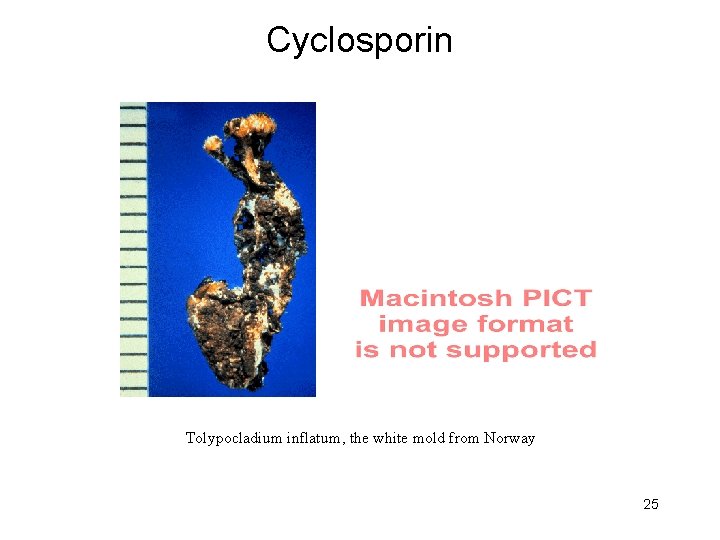 Cyclosporin Tolypocladium inflatum, the white mold from Norway 25 