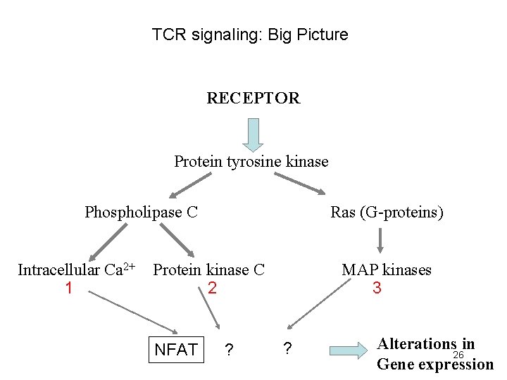 TCR signaling: Big Picture RECEPTOR Protein tyrosine kinase Phospholipase C Intracellular Ca 2+ 1