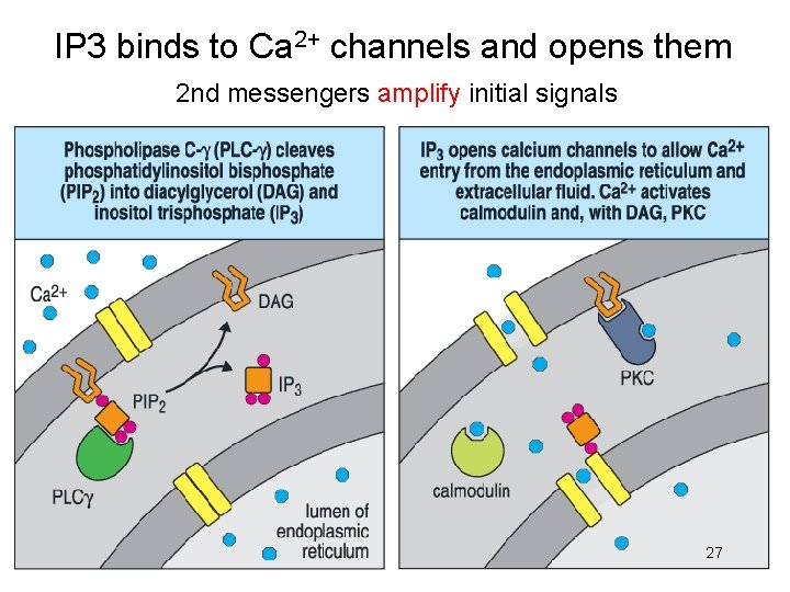 IP 3 binds to Ca 2+ channels and opens them 2 nd messengers amplify