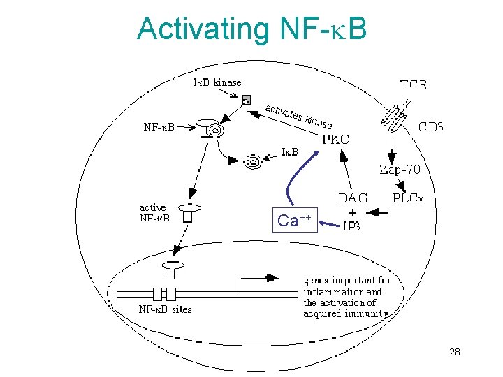 Activating NF- B activ ates kina se Ca++ 28 